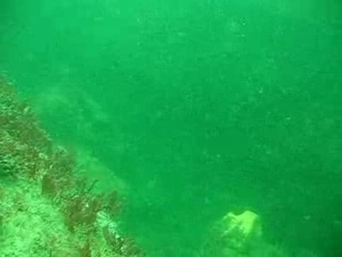 Chasse sous marine bars