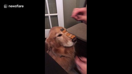 Very patient dog lets owner pile 50 biscuits on her nose