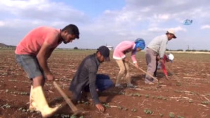 Tarım İşçileri Elektrikli Süpürge ve Fıçıdan Klima Yaptı