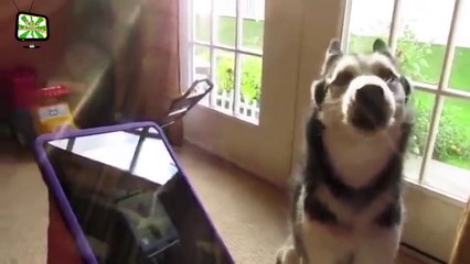 Funny Dogs 2017  Cute Dogs Playing [Epic Laughs]