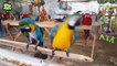 Funny Parrots 2017 Fun Parrot Tricks [Epic Laughs]