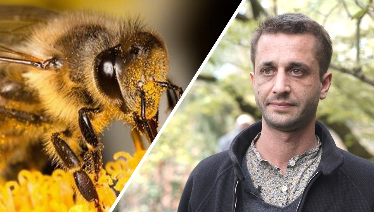 Quels insectes pollinisateurs sont les plus menacés ?