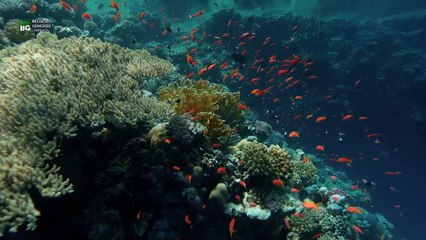 Okyanus Vahaları Mercanlar ve Yırtıcılar