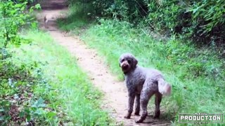 Funny Dogs Compilation - Dogs doing stupid things