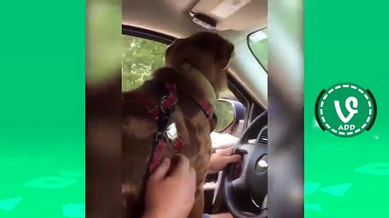 → mudu Uccio de Sanis Video divertente prova a non ridere - 