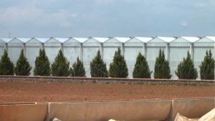 Jeotermal Su Karaali'yi "Sera Bölgesi" Yaptı