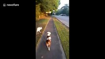 Pit bull takes other dog for a walk