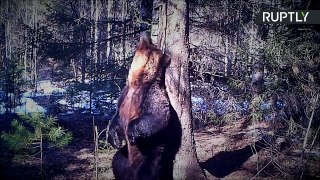 Cet ours se frotte contre un arbre tel Baloo dans le Livre de la Jungle