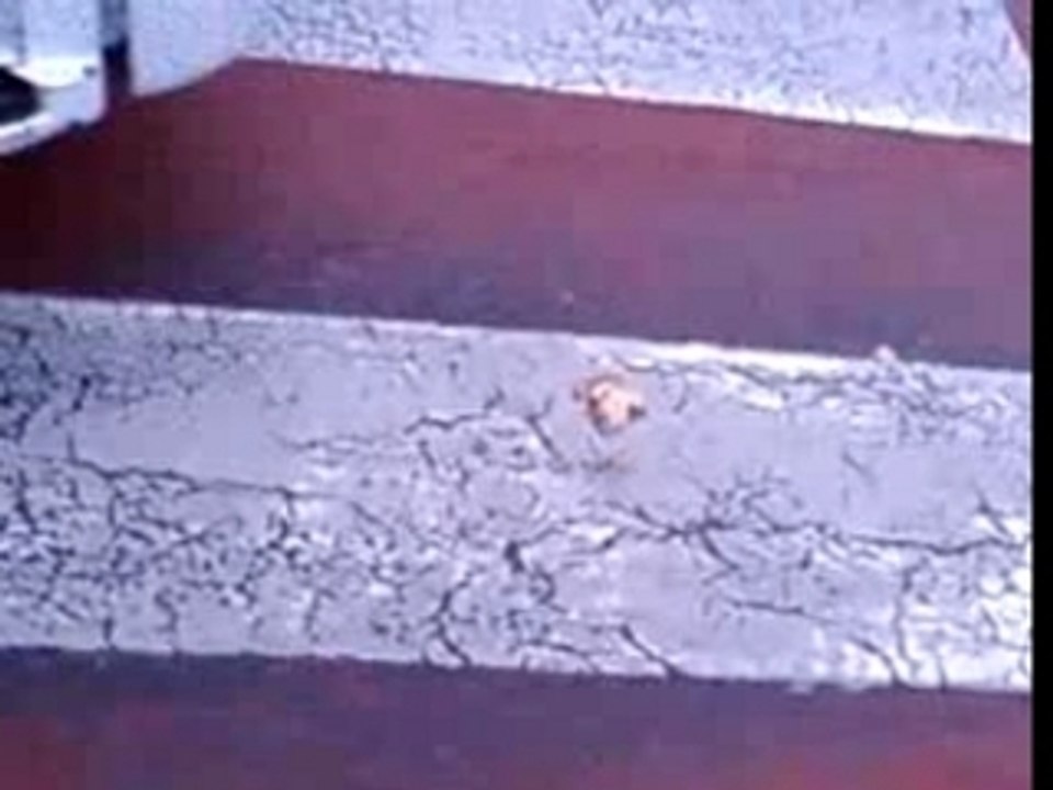 Heure de mort du p'tit pain de Lucie