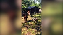 Un chiot joue les chiens de berger pour la première fois !