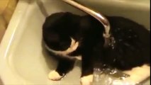Funny Cats Enjoying Bath _ Cats Thsfeat LOVE Water