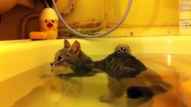 Funny Cats Enjoying Bath _ Cats That LOVsdfes