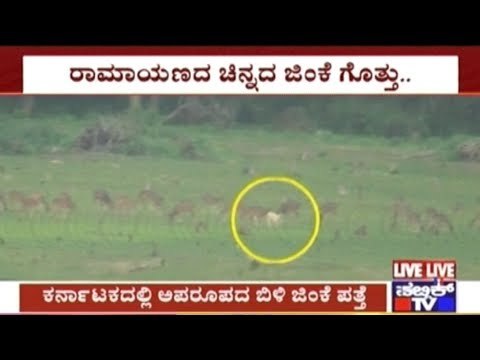 Mysuru: Rare White Deer Found Among Hundreds of Spotted Deer
