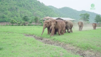 Un troupeau d'éléphants court pour voir le nouveau pensionnaire (Thaïlande)