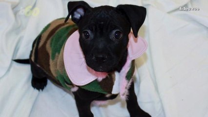 Don't Use Your Pet's Name as Your Password Unless It's Complicated