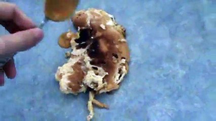 How To Correctly Serve a Burnt Omelette