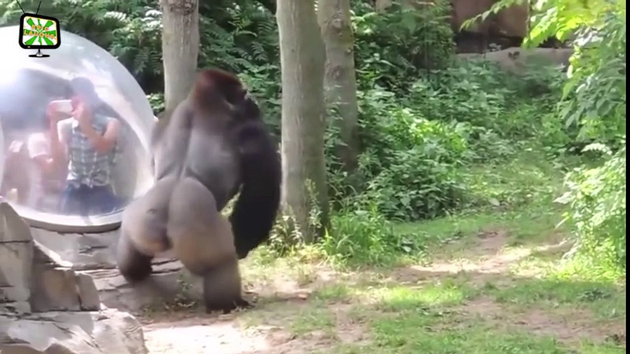 Zoo Animals Attacks _scream_ _Epic Laughs_ ( 480 X 854 )