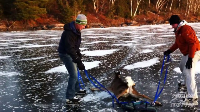 Bambi on Ice - Deer gets rescued from frozen lake