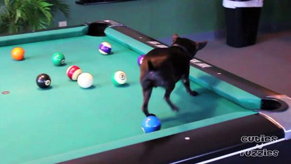 Cute Little Dog Plays Pool