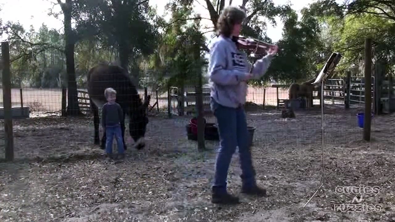 Duet with Donkey 'Donkeyotee'