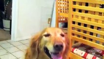 Smiling Dog - Golden retriever grinning