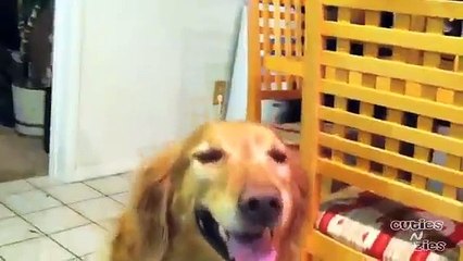 Smiling Dog - Golden retriever grinning