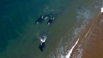Katil Balinaların Deniz Aslanı Avı