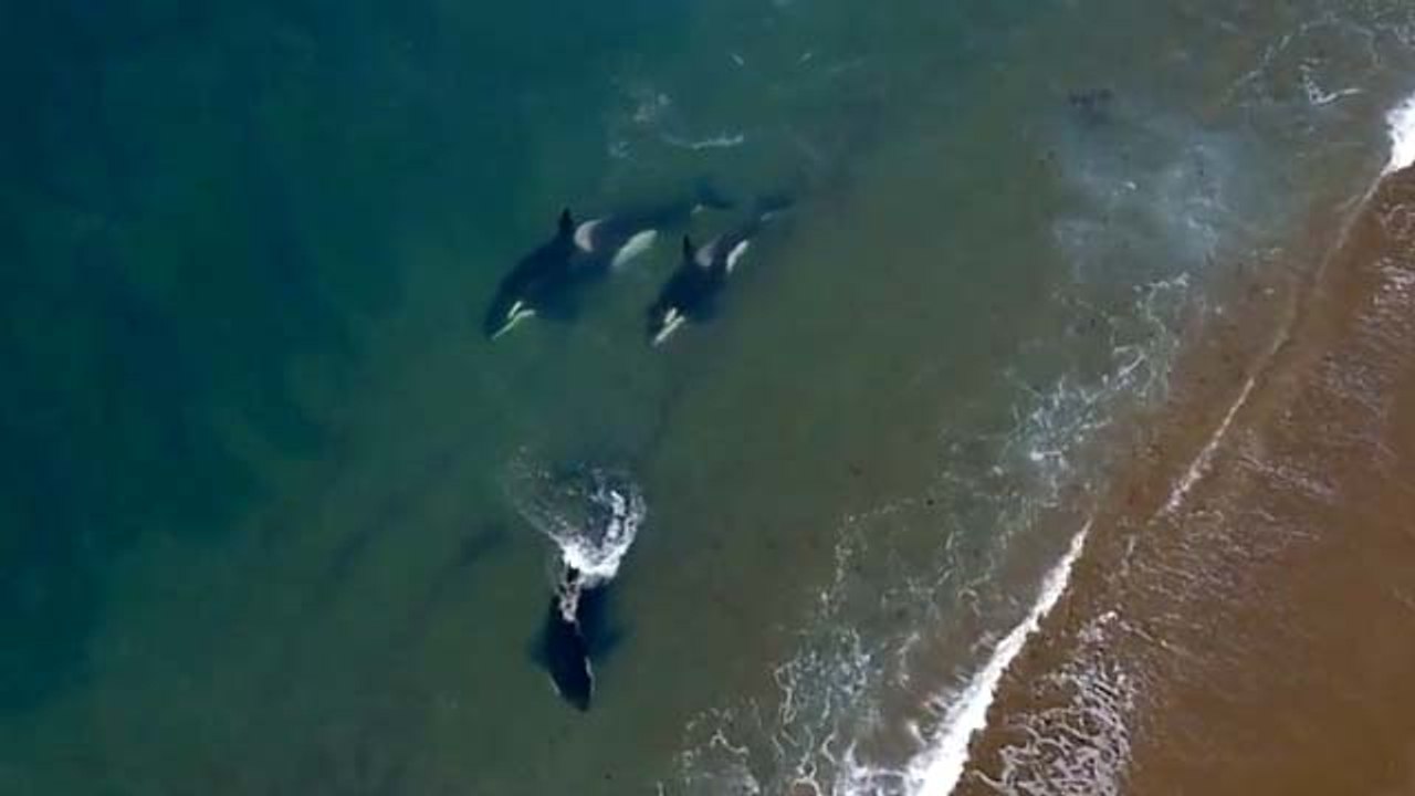 Katil Balinaların Deniz Aslanı Avı