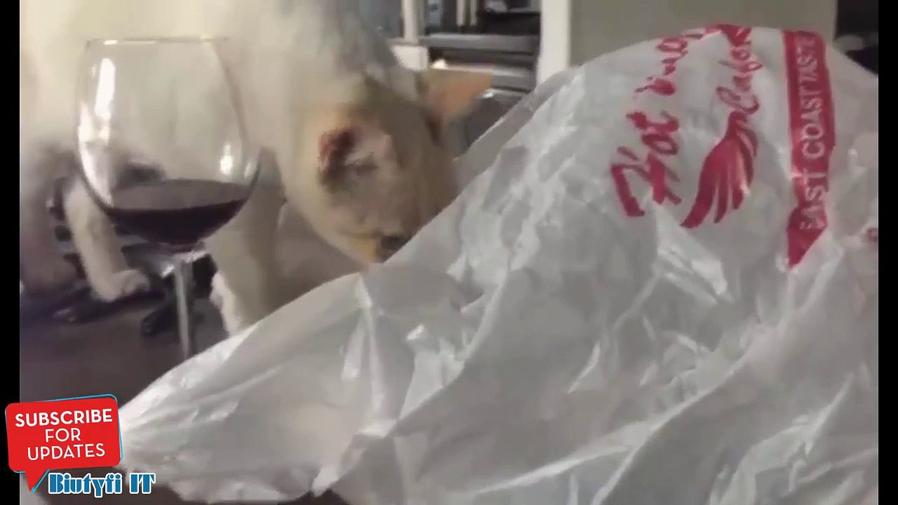 Chat vs Sac plastique