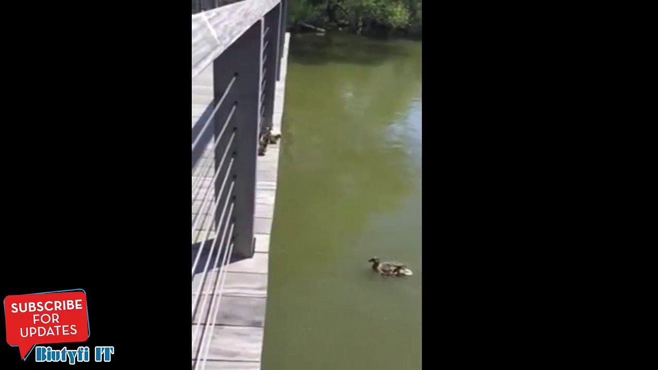Des bébé canards saute dans l'eau