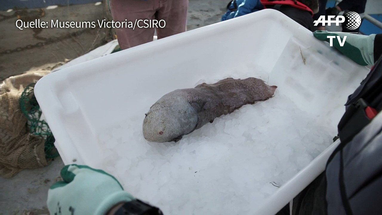 Fisch ohne Gesicht in der Tiefsee entdeckt