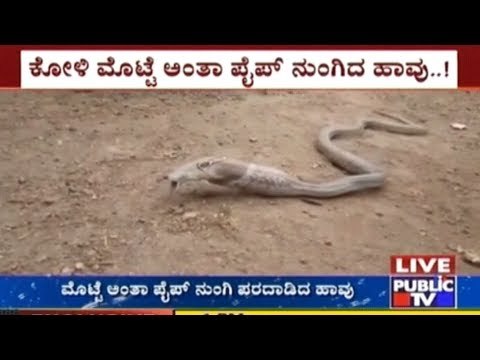 Snake Mistakenly Swallows Pipe In Sirsi