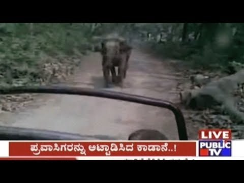 Watch: Narrow escape for tourists as elephant chases vehicle at Jim Corbett National Park