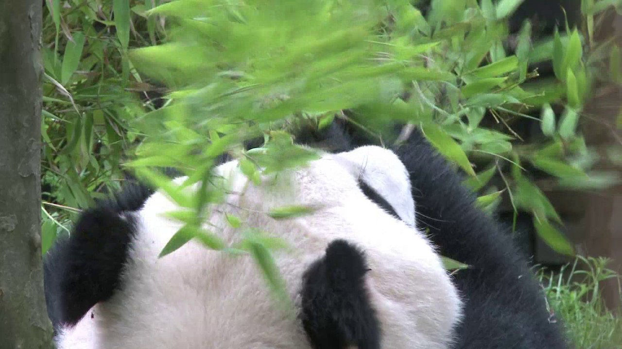 Pays-Bas: deux pandas géants font leurs premiers pas