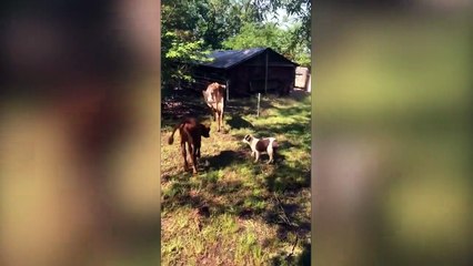 Download Video: Ce bébé chien joue les chiens de berger pour la première fois