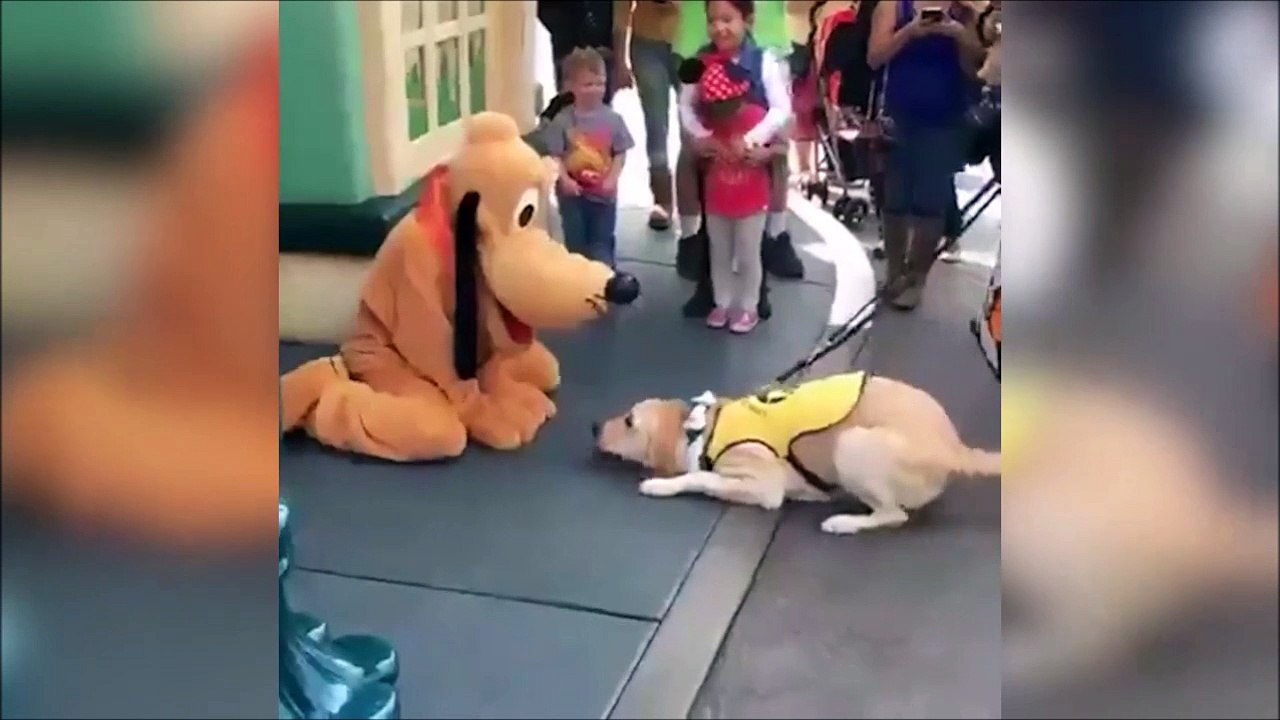 Ce chien est tellement heureux de rencontrer Pluto