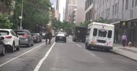 Escaped Horse Runs Down NYC Street