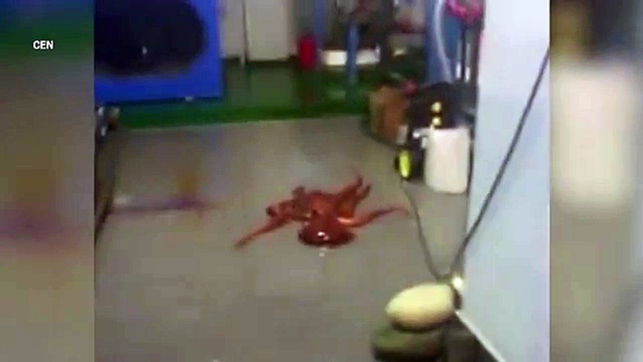 An octopus tried to escape from an aquarium by slithering away on dry land