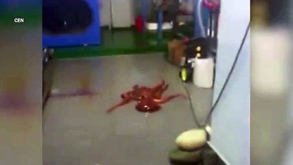 An octopus tried to escape from an aquarium by slithering away on dry land