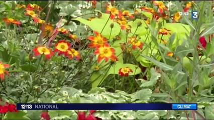 Sécheresse : incapable de les arroser, Lillebonne donne ses fleurs à ses habitants