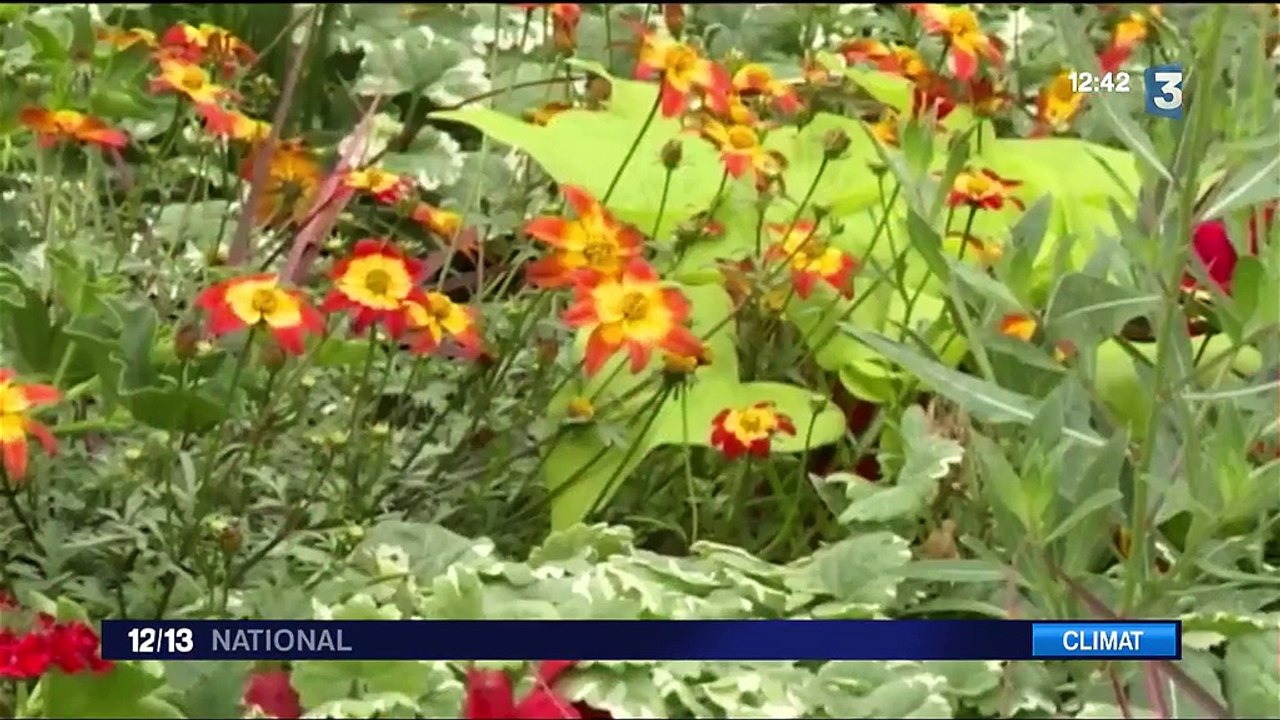 Sécheresse : incapable de les arroser, Lillebonne donne ses fleurs à ses habitants