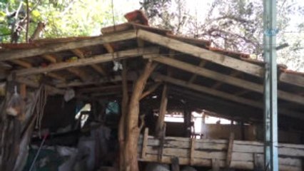 Kesmeye Kıyamadığı Ağaçlar Deponun İçinde Kaldı