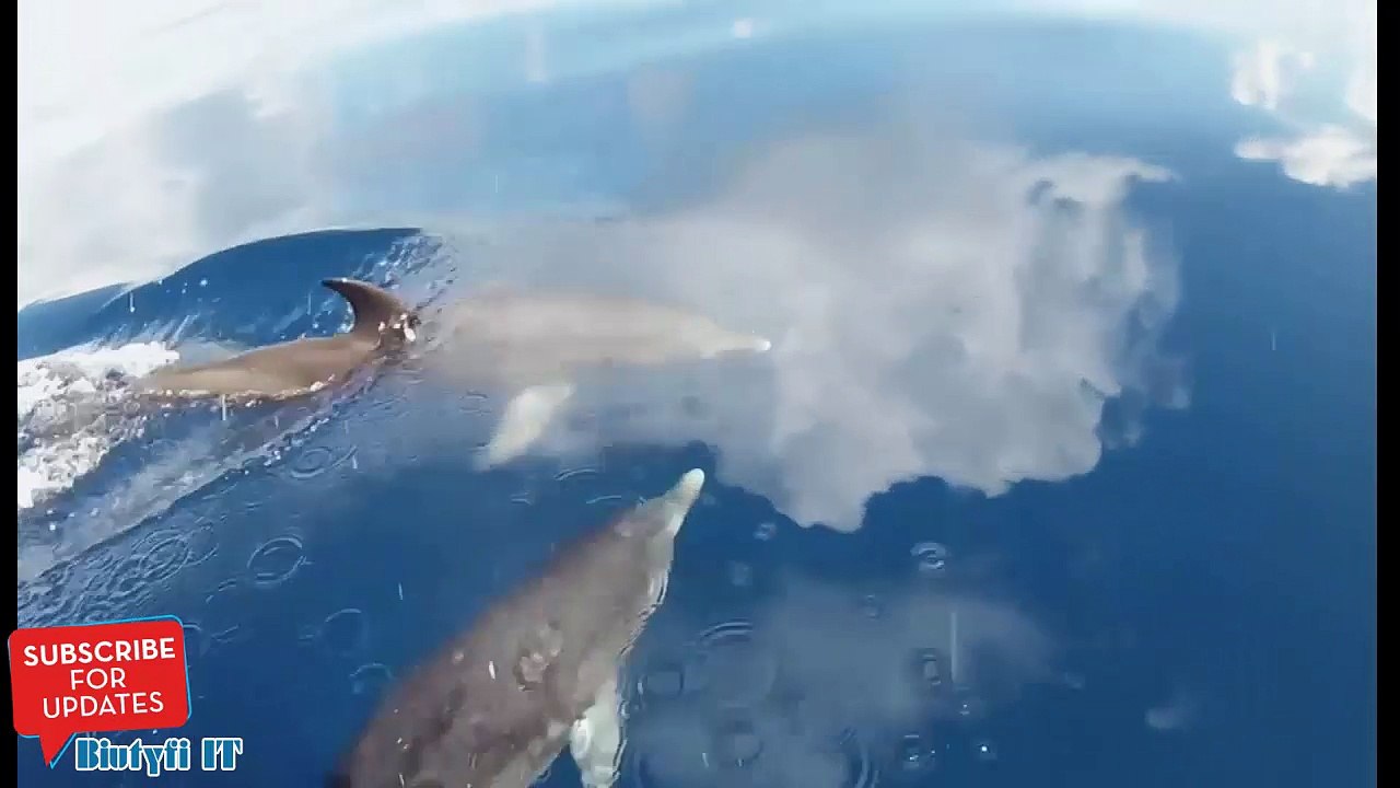 Des dauphins nagent entre les nuages