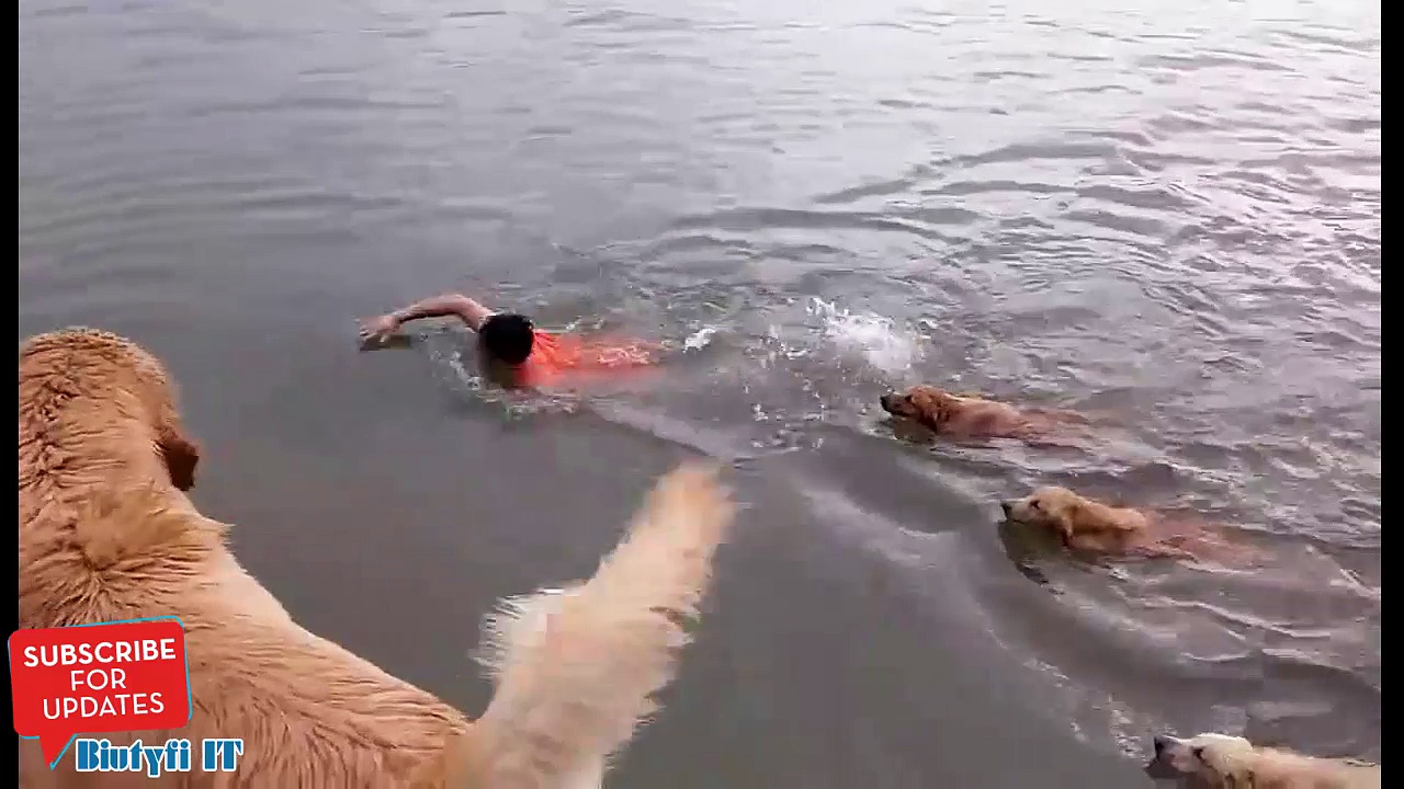 Nager avec 12 Golden Retrievers