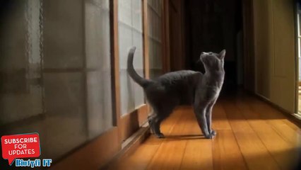 Un chat frappe à la porte. Mdr !!