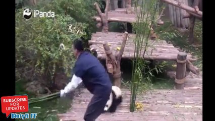 Un bébé panda ne veut plus quitter son soigneur