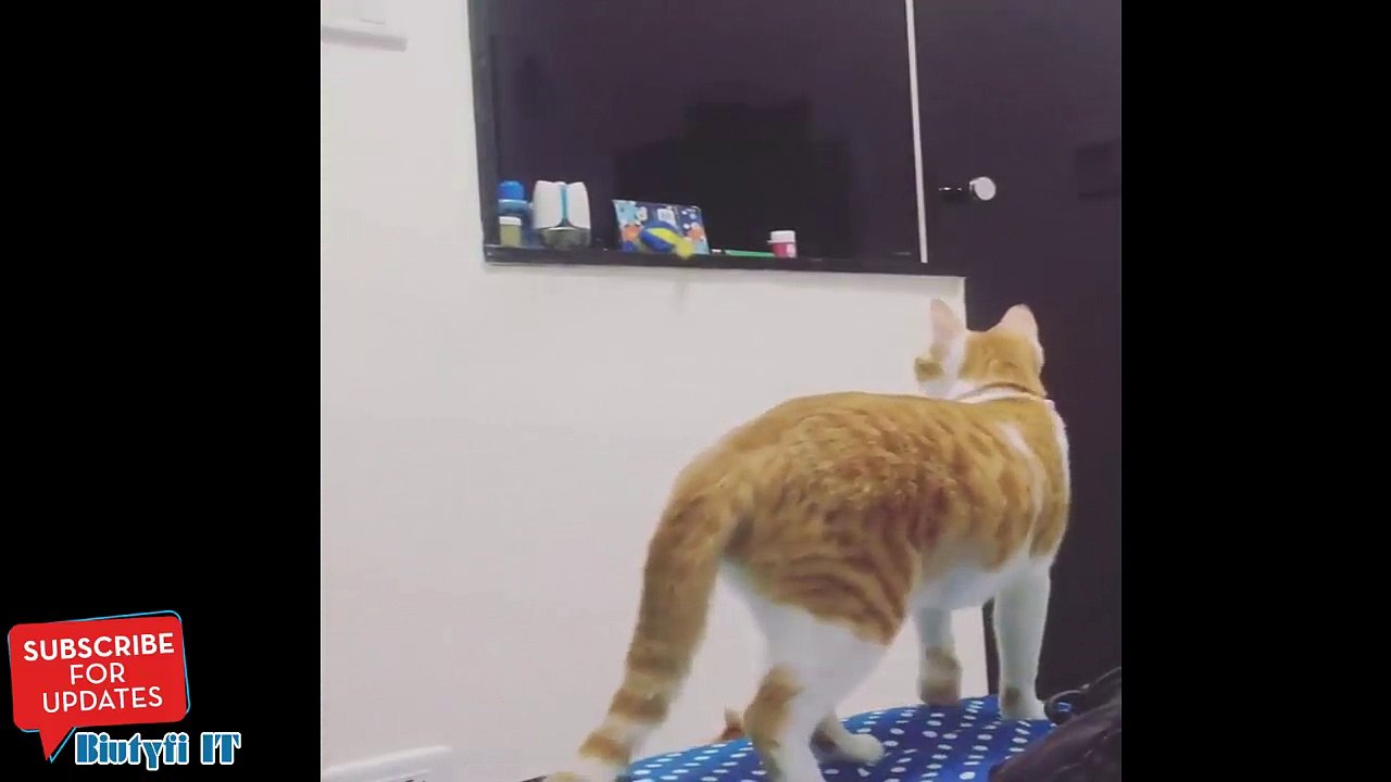 Un chat aide son chaton à attraper un jouet