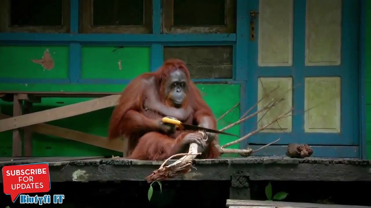 Un Orang-outan coupe du bois
