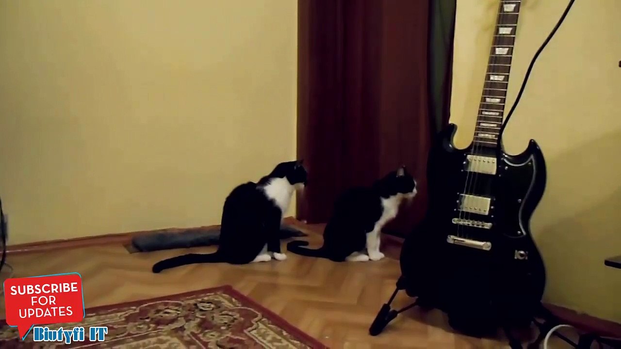 Un chat veut se réconcilier