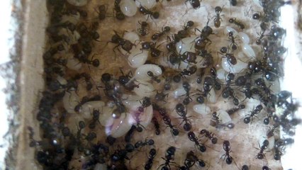 302.HDV-Mb1.N3.20170531.bob